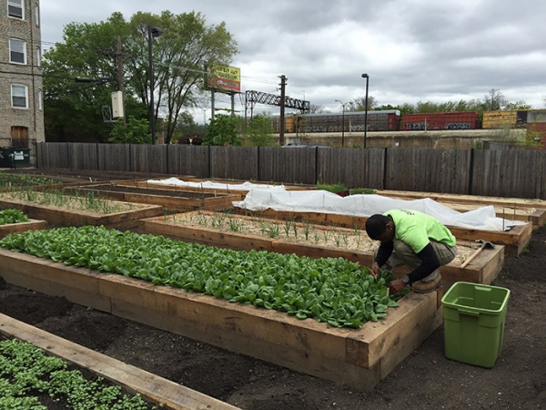 05/30/17 Fresh produce bargains at the PCC Austin Farm